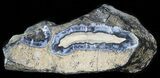 Mammoth Molar Slice With Case - South Carolina #44066-1
